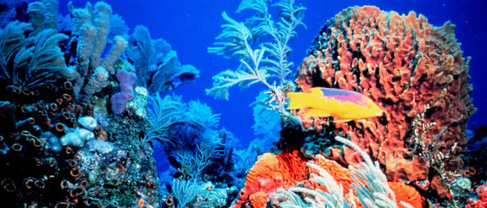 Гибель коралловых рифов