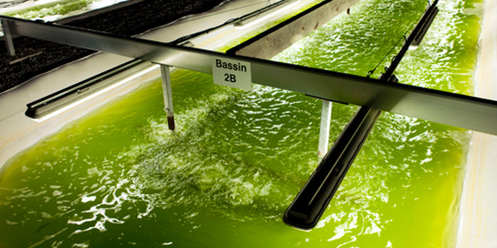 Способ получения биотоплива из пресноводных водорослей в океанских просторах