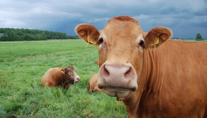 Коровий навоз будет использован для получения биотоплива, сырья для текстильной промышленности и удобрений